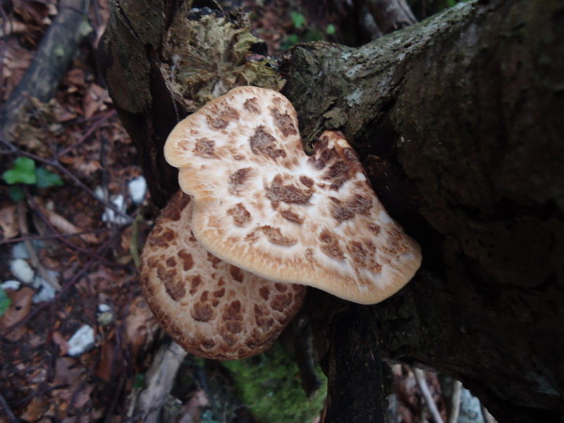 Polyporus squamosus